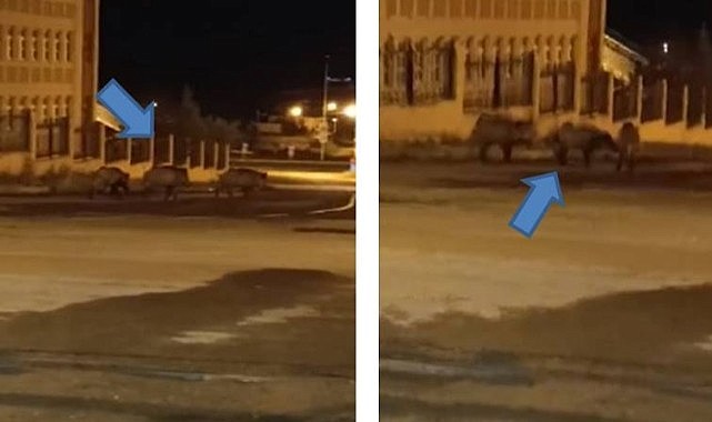 Ardahan'da domuz sürüsü görüntülendi
