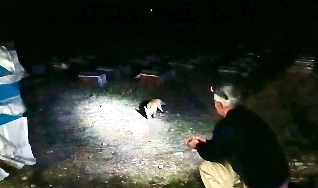 Arıcılık yapan emekli polis, her akşam yanına gelen tilkileri elleriyle besliyor