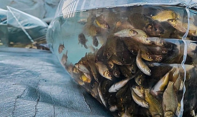 Aygır Gölü'ne 100 bin yavru sazan bırakıldı