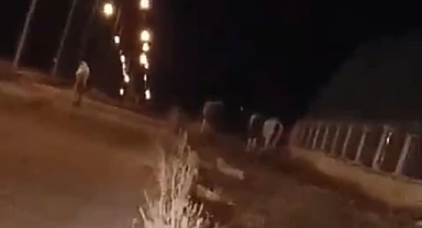 Başıboş atlar mahalle sakinlerini tedirgin ediyor