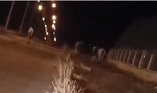 Başıboş atlar mahalle sakinlerini tedirgin ediyor