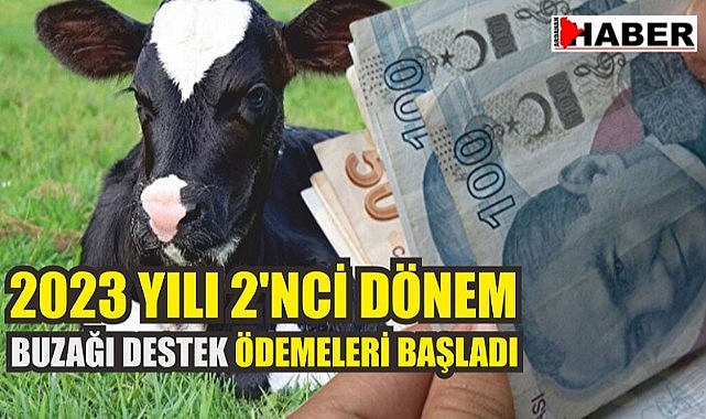 Buzağı desteklemeleri bugün yatırılacak