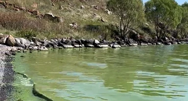 Çıldır Gölü yeşile büründü