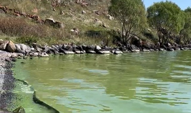 Çıldır Gölü yeşile büründü