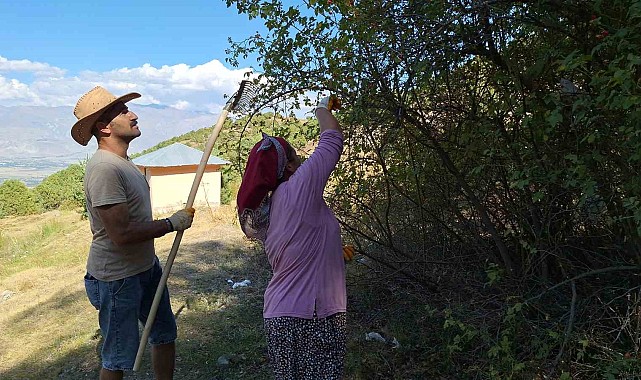 Erzincan'da kuşburnu, zorlu arazilerde toplanmaya başlandı
