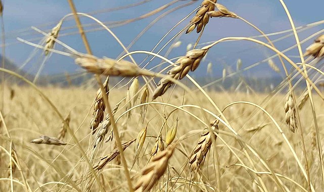 Genetiği bozulmamış 13 bin yıllık kavılca buğdayında hasat dönemi