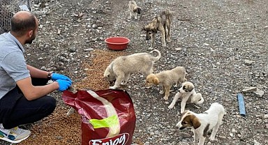 Göleliler, sokak hayvanlarını yaşatmak için seferber oldu