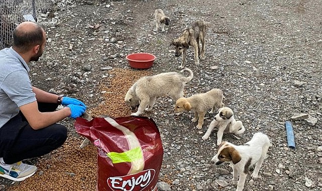 Göleliler, sokak hayvanlarını yaşatmak için seferber oldu