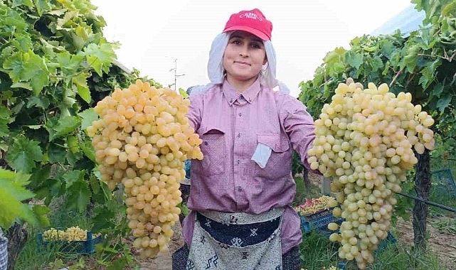 İki salkım üzüm bir kasayı dolduruyor