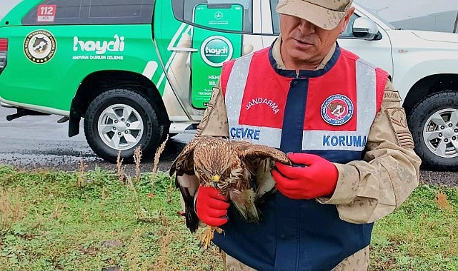 jandarmanın arazide bulduğu yaralı şahin tedavi edilecek