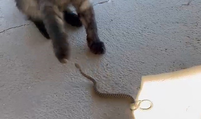 Kedi ile yılanın kavgası kamerada