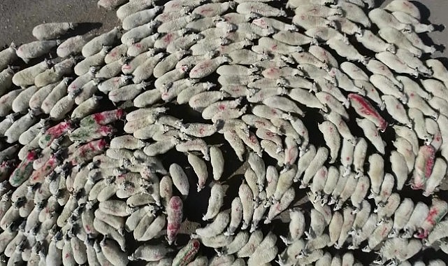 Koyunlarla koçlar peş peşe döndü, o anlar havadan görüntülendi