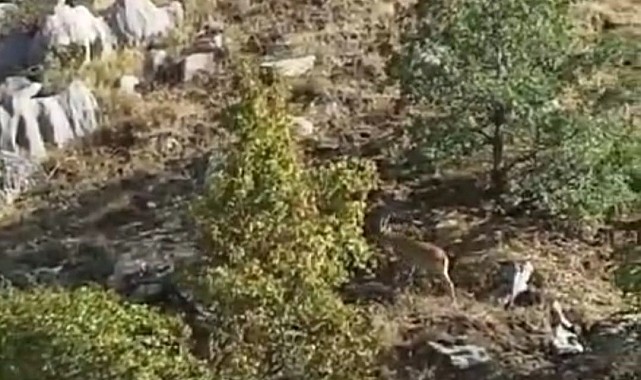 Nesli tükenme tehlikesi altında bulunan dağ keçileri Maden'de görüntülendi