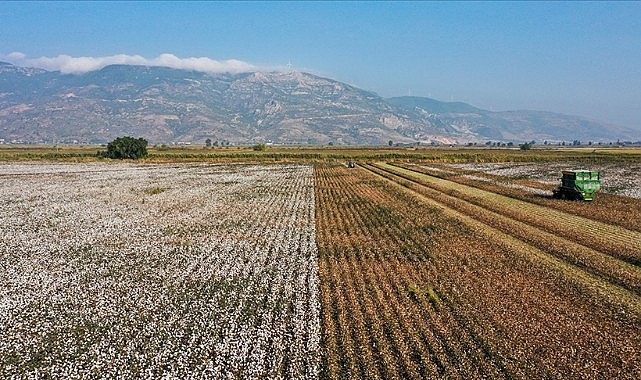 Söke pamuğu AB'den coğrafi işaret tescili aldı