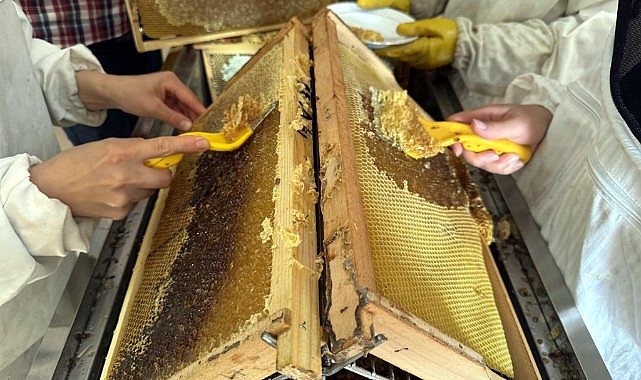 Tescilli Ardahan çiçek balında 400 tonu aşan rekolte bekleniyor