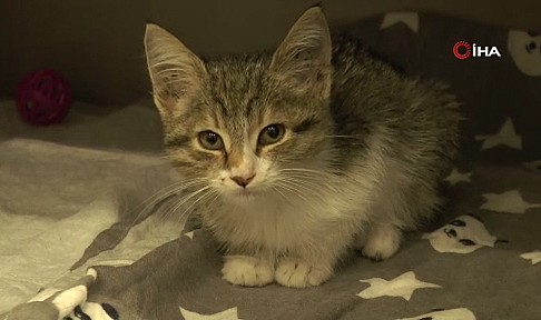 Yemek borusu genişleyen yavru kedi tavuk sesi çıkartıyor