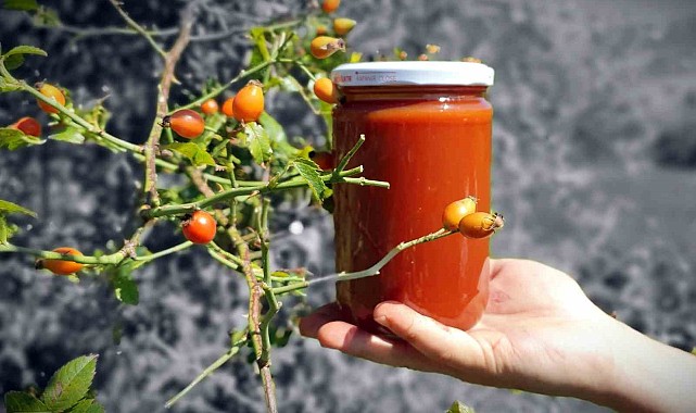Zorlu arazilerden toplanan kuşburnu marmelat olarak kavanozlara giriyor