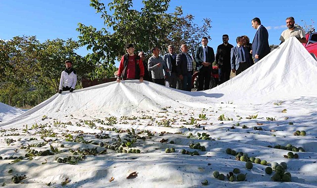 1400 dekar arazide 35 bin ceviz ağacı dikti