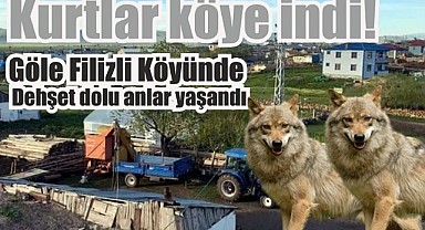 Aç kurtlar köyde dehşet saçtı