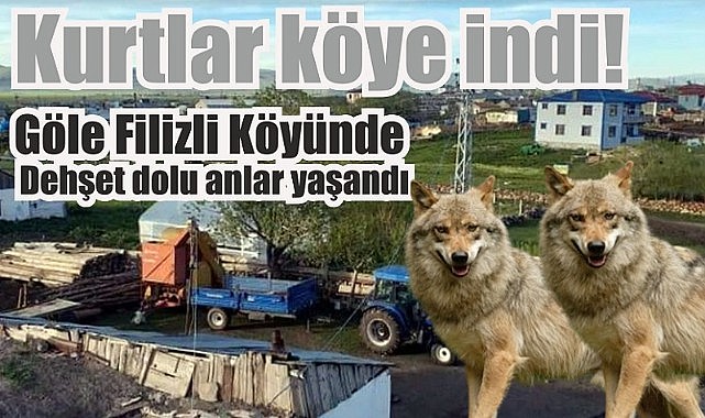 Aç kurtlar köyde dehşet saçtı