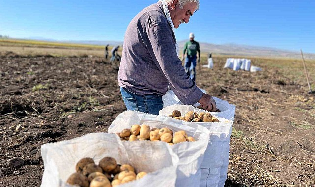 Arpaçay'da kışlık patates hasadı başladı