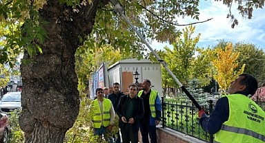 Belediye ekipleri, ağaçları budadı