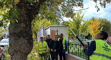 Belediye ekipleri, ağaçları budadı