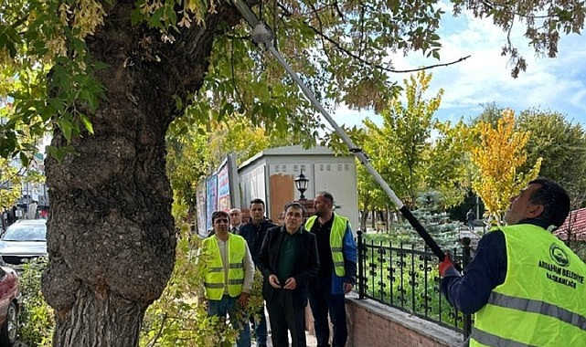 Belediye ekipleri, ağaçları budadı