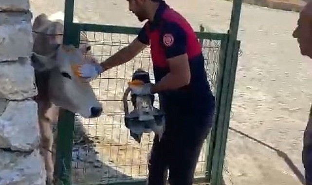 Demir kapıya sıkışan inek kurtarıldı