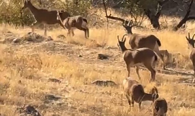 Elazığ'da koruma altında olan dağ keçileri görüldü