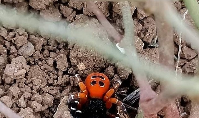 Elazığ'da zehirli tür 'Uğur Böceği Örümceği' görüldü