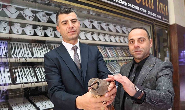 Erzurum'da kınalı kekliğe uzanan şefkatli eller