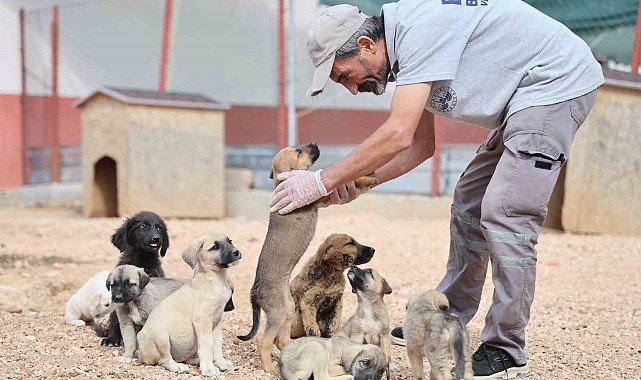 Geçici Hayvan Bakımevi ve Rehabilitasyon Merkezi'nde 9 bin hayvan tedavi edildi