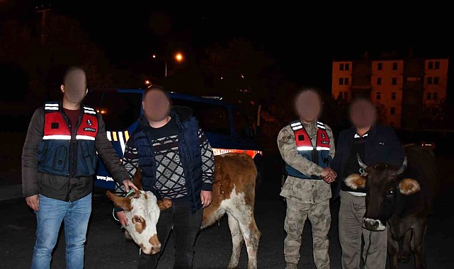 Horasan'dan hayvan çalan hırsız Sarıkamış'ta şakalandı