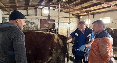 İl Tarım; Suni tohumlamalı ineklerin gebelik testlerini yaptı