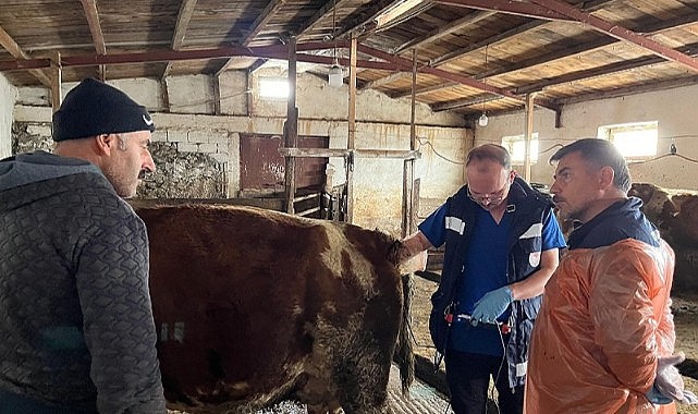 İl Tarım; Suni tohumlamalı ineklerin gebelik testlerini yaptı