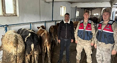 Kayıp büyükbaş hayvanlar Jandarma ekipleri tarafından bulundu