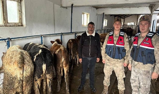 Kayıp büyükbaş hayvanlar Jandarma ekipleri tarafından bulundu