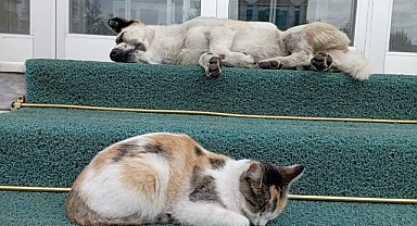 Kedi ile köpeğin yürekleri ısıtan dostluğu