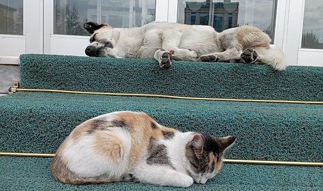 Kedi ile köpeğin yürekleri ısıtan dostluğu