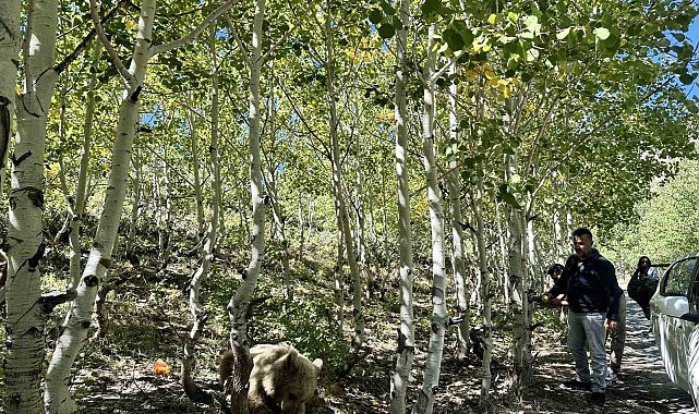 Nemrut'un maskotu bozayılar ve ekosistem tehlike altında