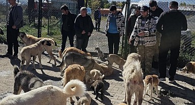 Özel bireyler, sokak hayvanlarını elleriyle besledi