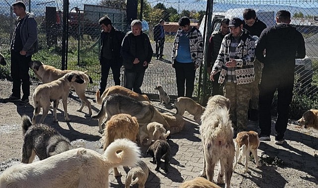 Özel bireyler, sokak hayvanlarını elleriyle besledi