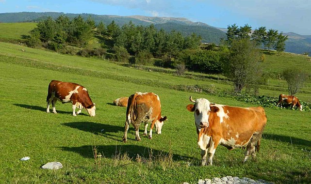 Posof'ta üç mevsim bir arada