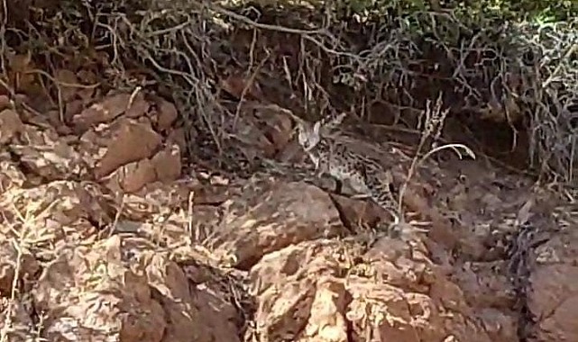 Tunceli'de nesli tükenme tehlikesi altında bulunan vaşak görüntülendi