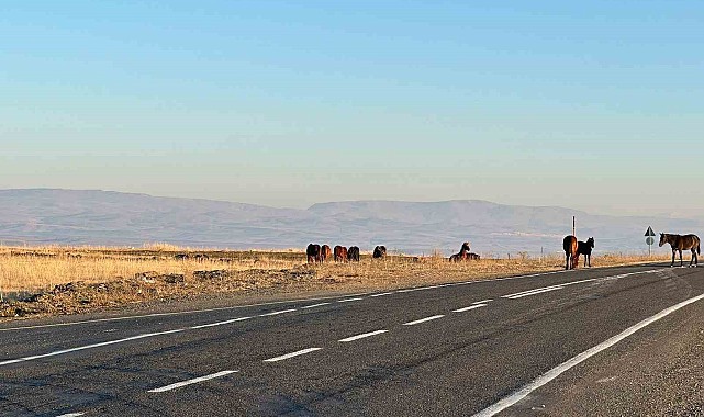 Başıboş atlar tehlike saçıyor