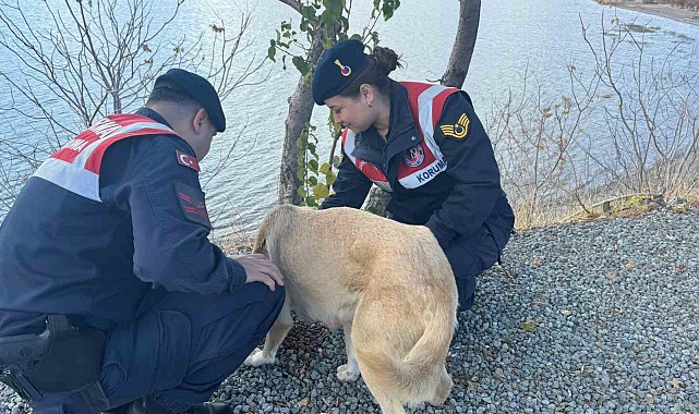 Elazığ'da jandarma ekipleri sokak hayvanlarını unutmadı