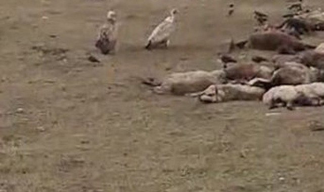 Göle'de kara akbaba sürüsü görüntülendi