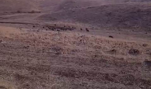 Karakoçan'da domuz sürüsü araziye daldı