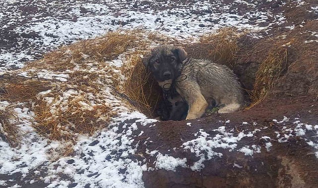 Kars'ta kar yağışı